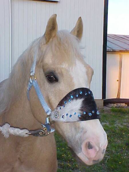 Zebra Print Bronc Halter with Clear Crystals and Cross Conchos