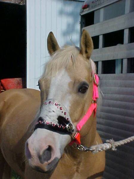 Black and White Speckled Bronc Halter with Pink Crystals and Ranger Star Conchos